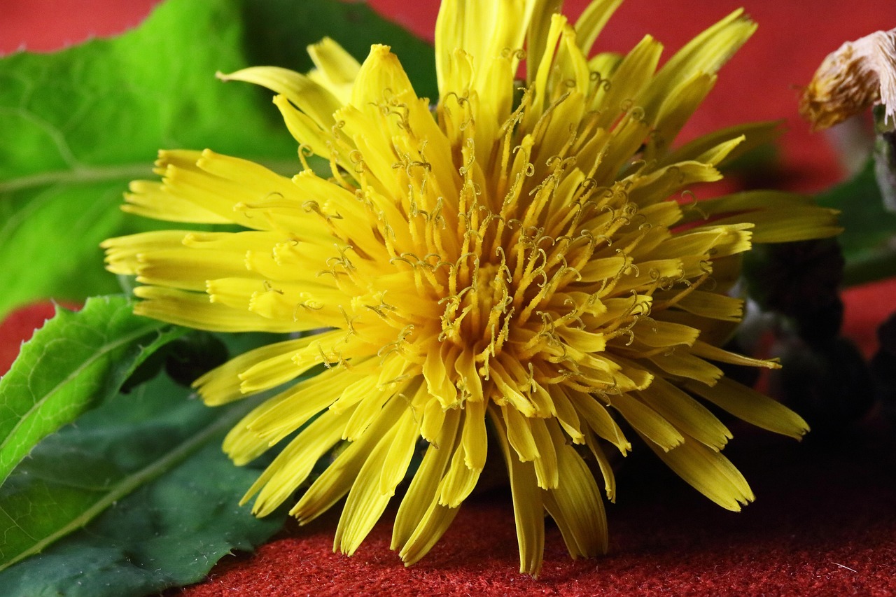 Beneficial Ownership Declaration Form