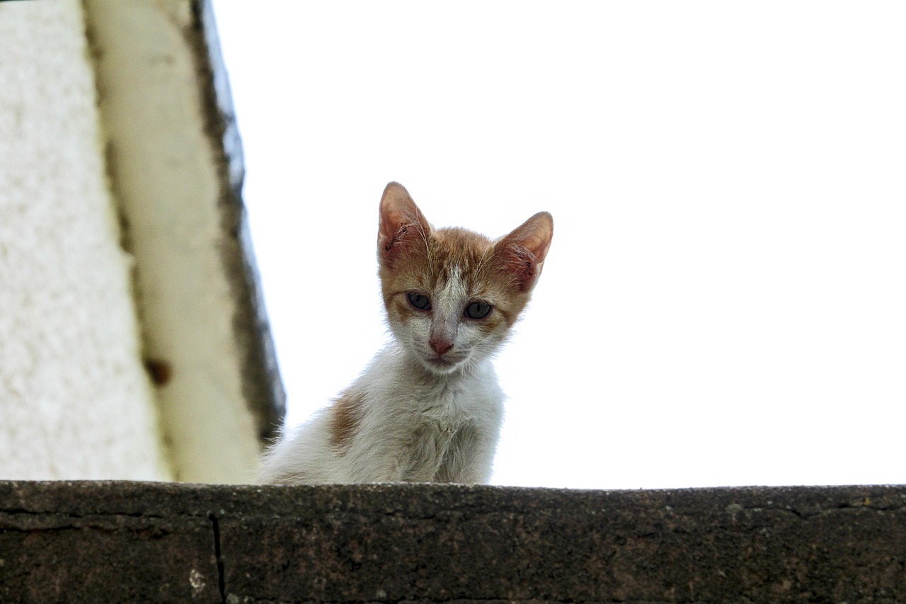 Cat Adoption Form