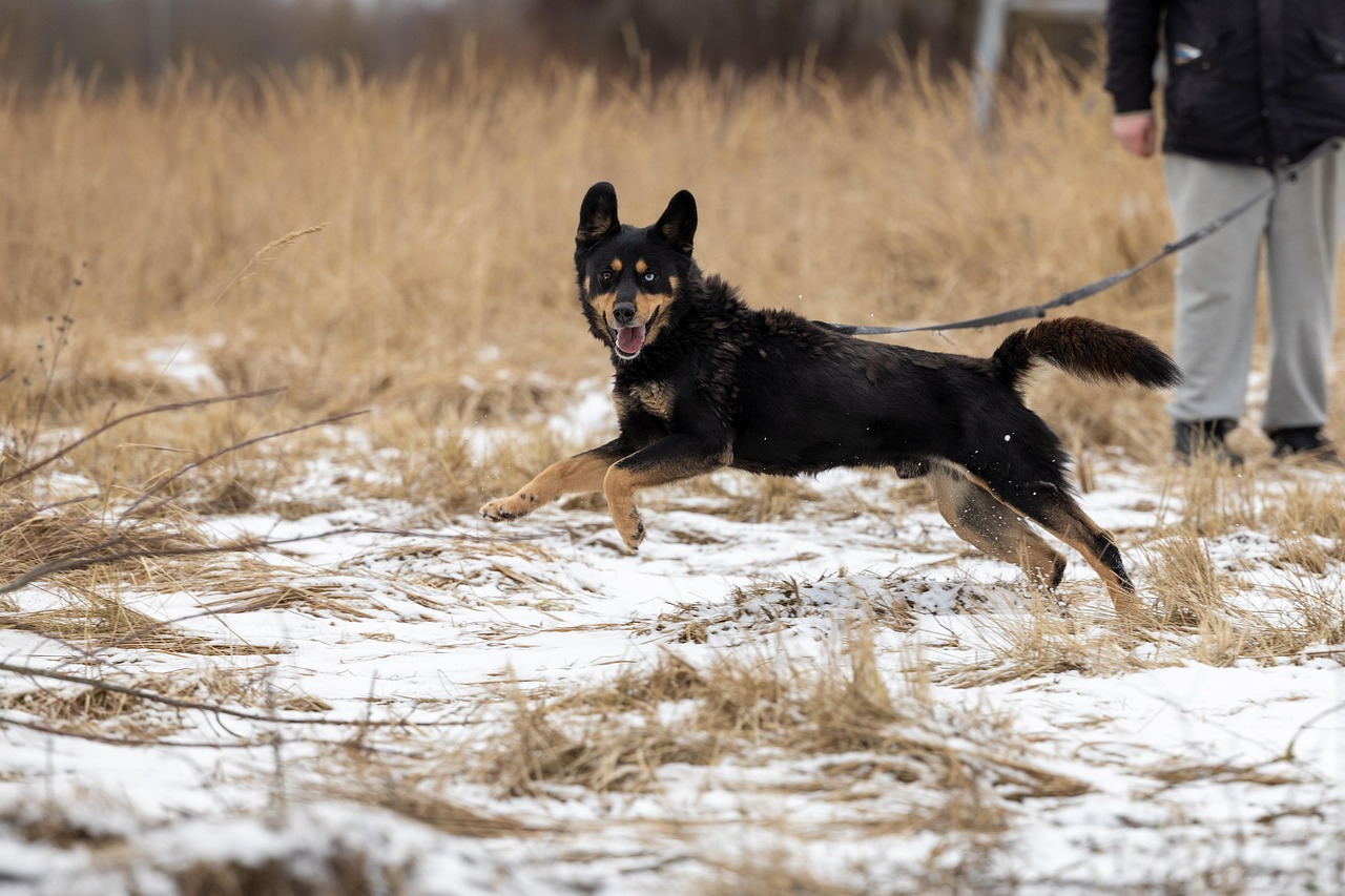 Dog adoption application form