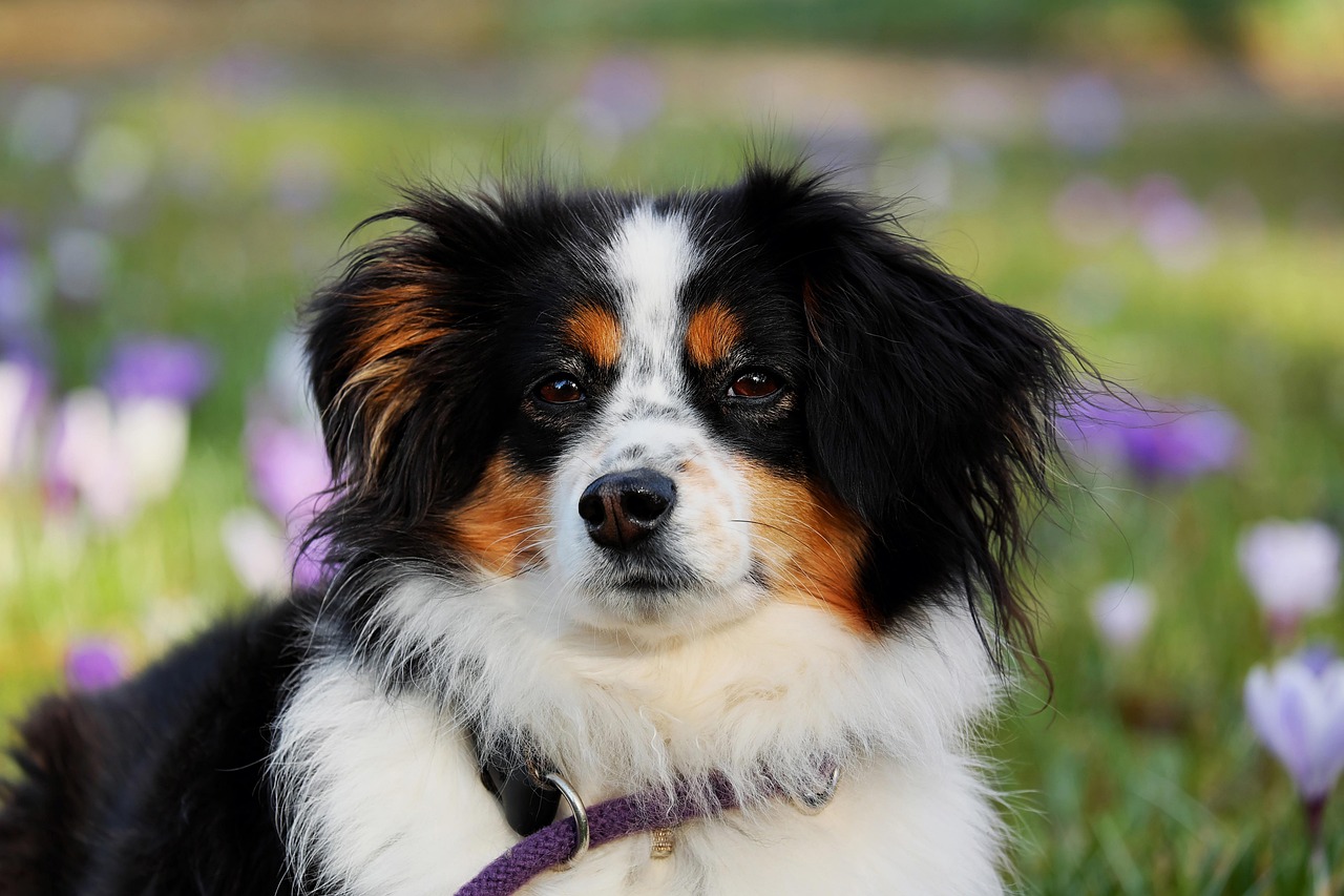 Dog collectables recommendation quiz