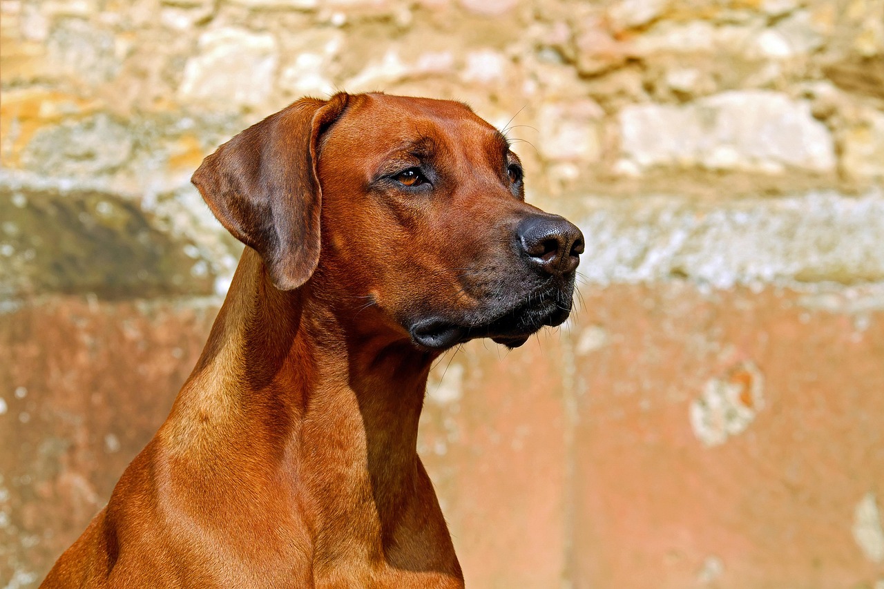 Dog Registration Form