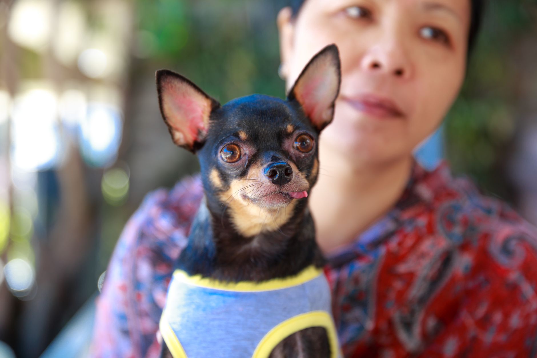 Emotional Support Animal Form